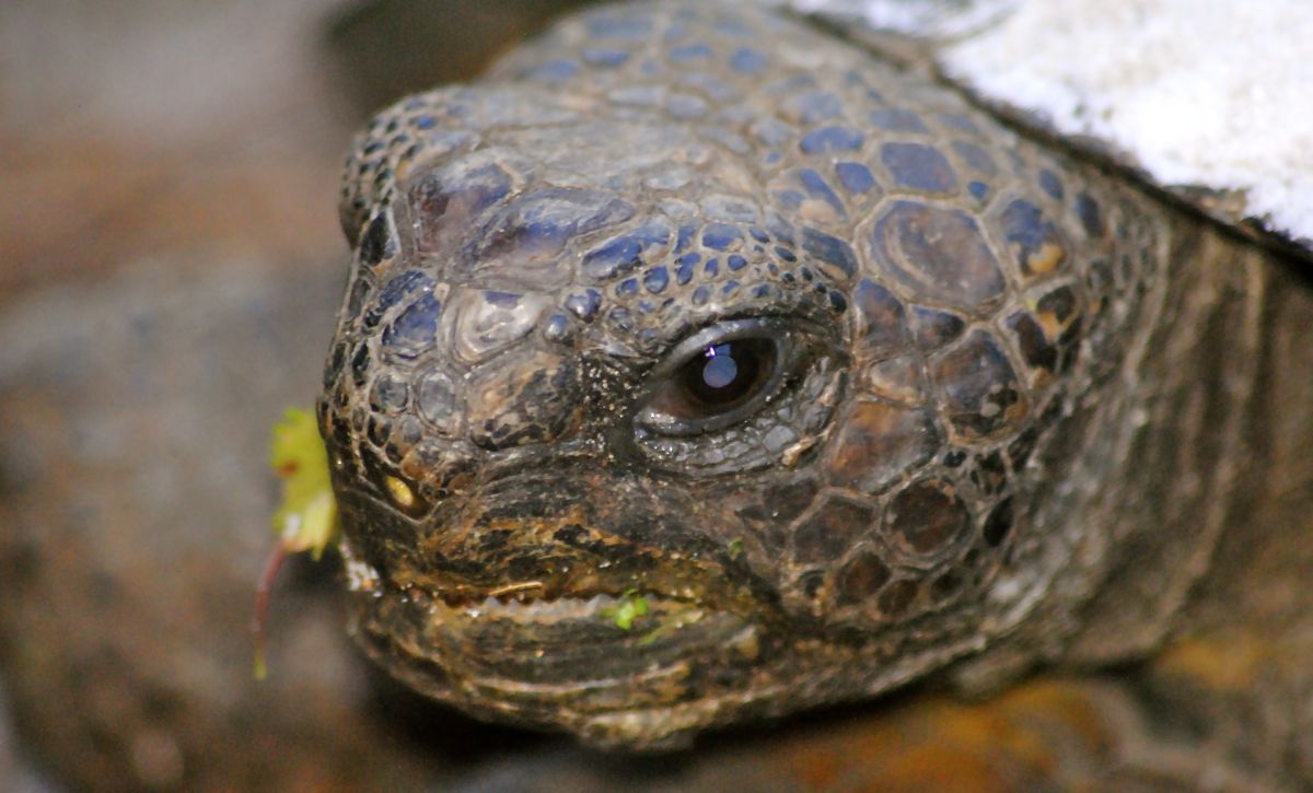 gopher tortoise closeup